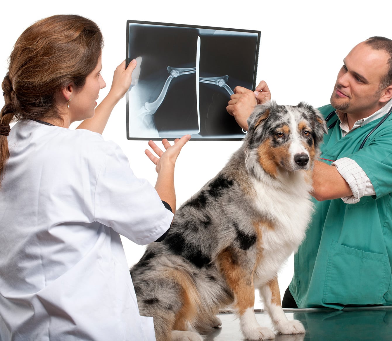 radiography at Urgent Pet Animal Hospital