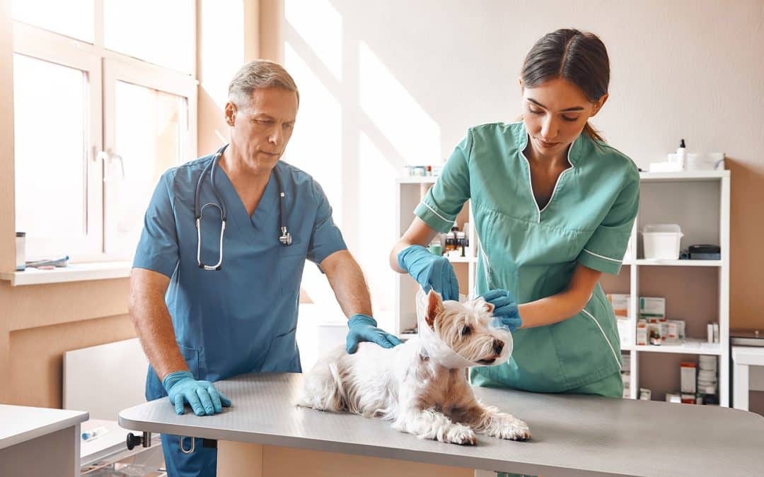 What Is The Definition Of A Veterinary Emergency?