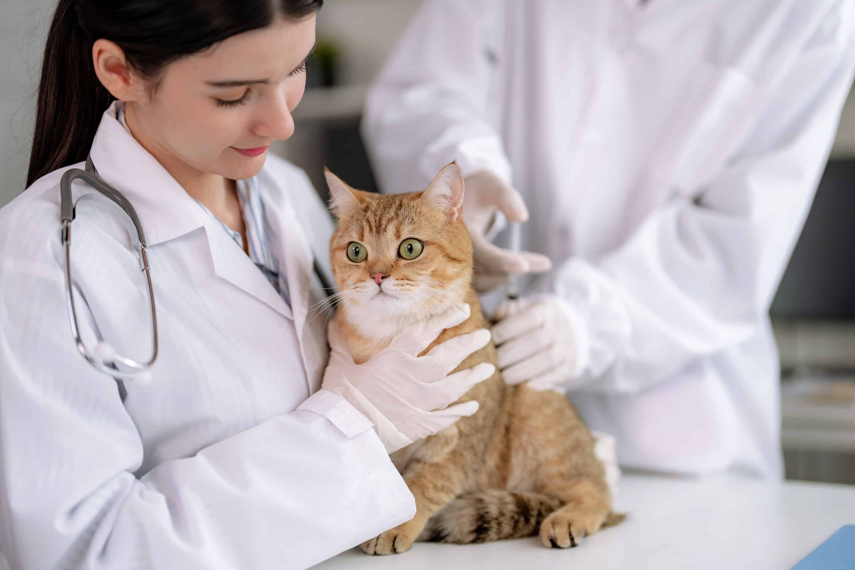 vet holding cat - Urgent Pet Care