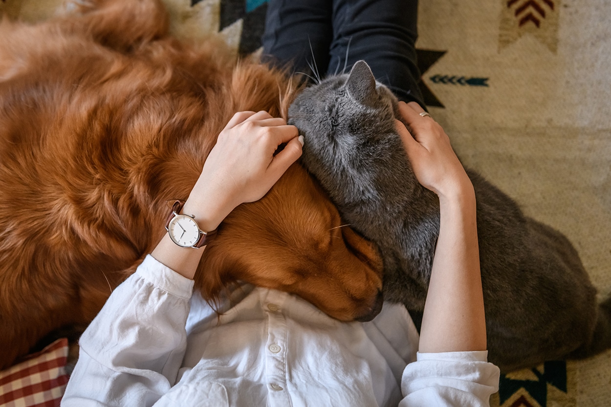 woman with a dog and cat in her lap while determining if the animal is in pain