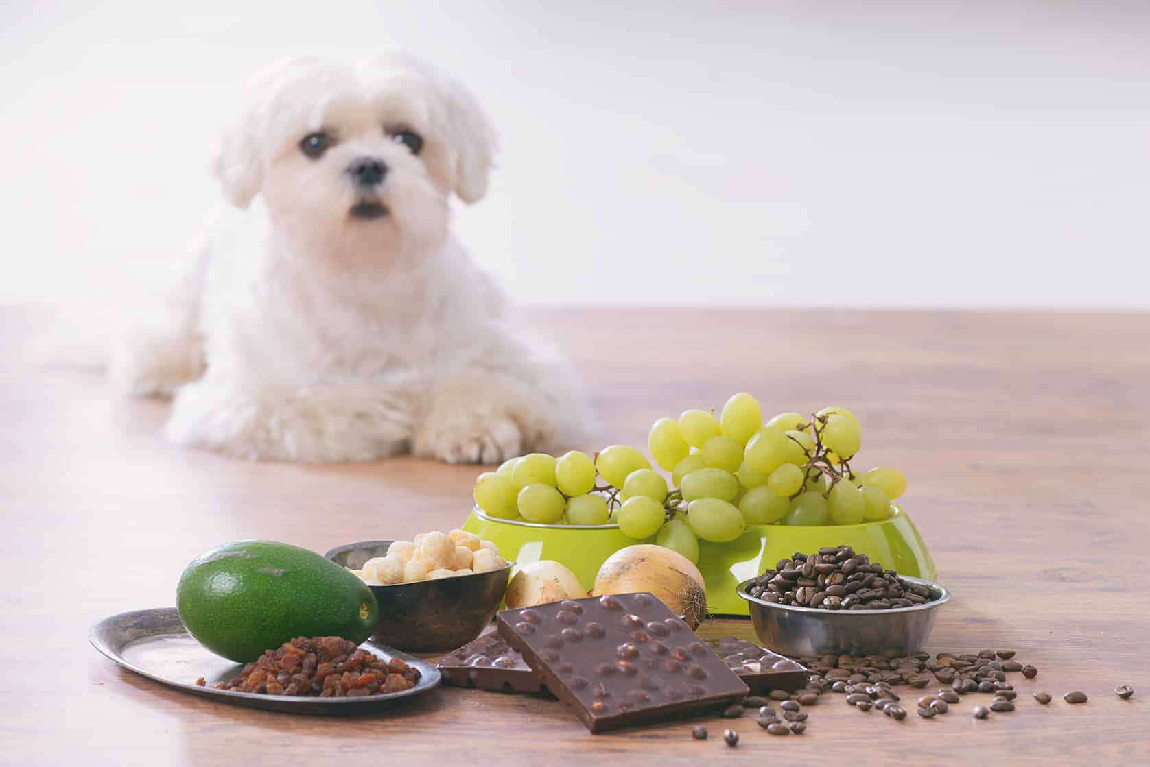 hazardous dog next to toxic substances