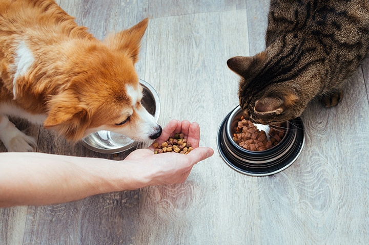 What Are Some Essential Pet Health and Wellness Tips?