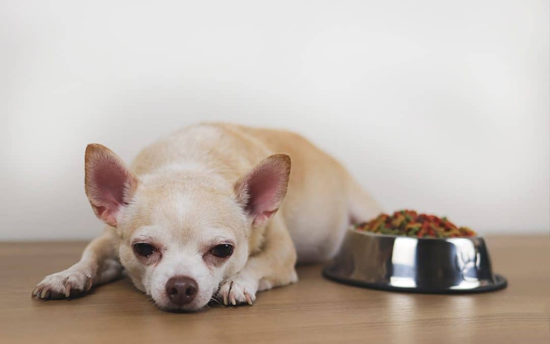 How Do Changes in Your Pet’s Behavior Predict a Possible Emergency?