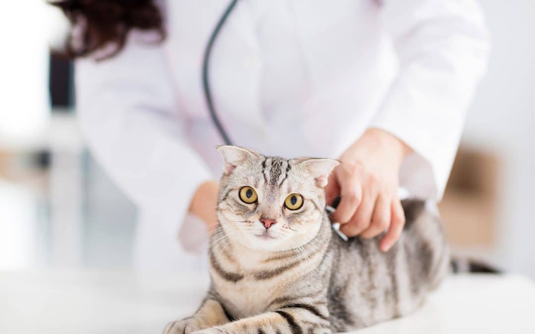 Bladder Stones in Cats: Understanding the Symptoms, Treatment, and Prevention