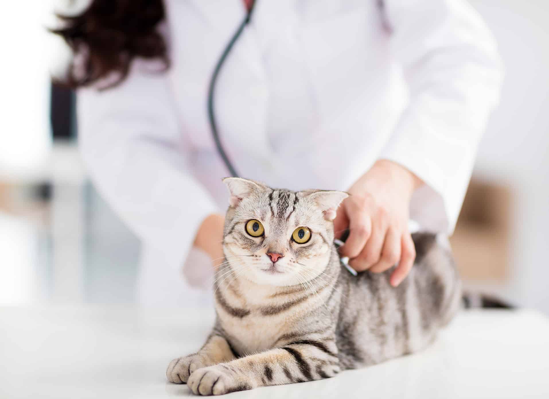 Dr. Nilanthi Kulasekara listening to a feline heartbeat during emergency vet appointment for feline bladder stone