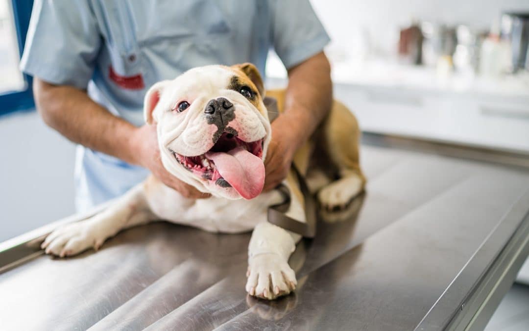 What Is Addison’s Disease in Dogs, and Why Is It Considered an Emergency Condition?