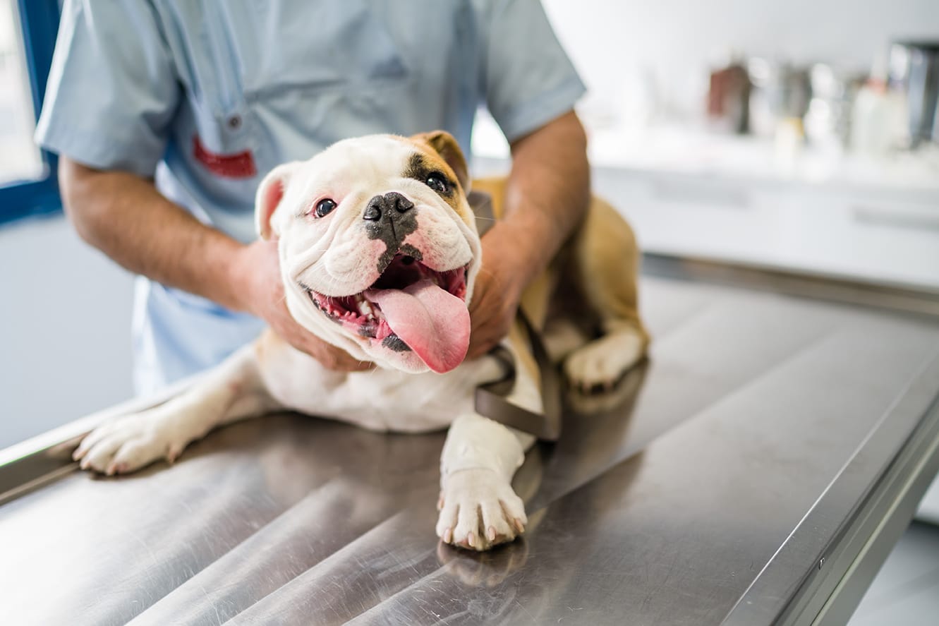 dog with Dr K during addisons disease urgent vet appointment at urgent pet in el cerrito ca