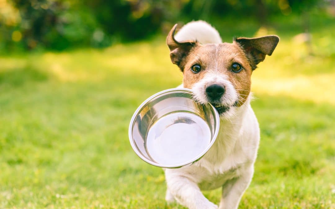 Rat Poison Ingested by Pets? Here’s What to Do