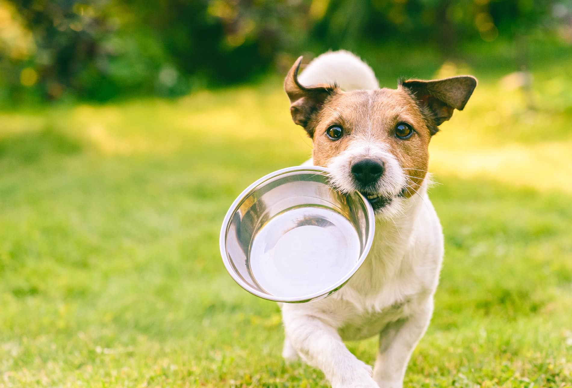 Puppy running with his water bowl in his mouth in EL Cerrito, CA