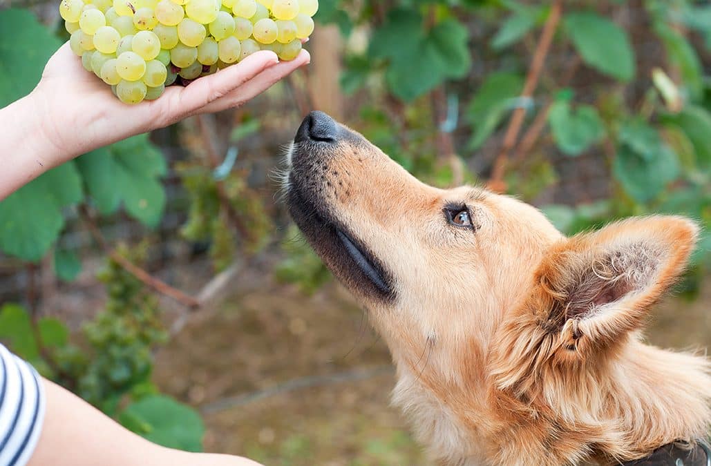 Why Are Grapes and Raisins Toxic to Dogs?