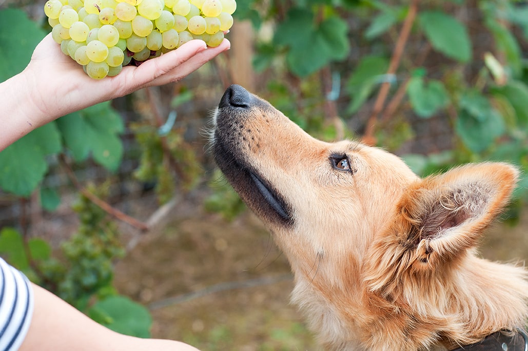 sheepherd dog smelling some grapes in el cerrito ca