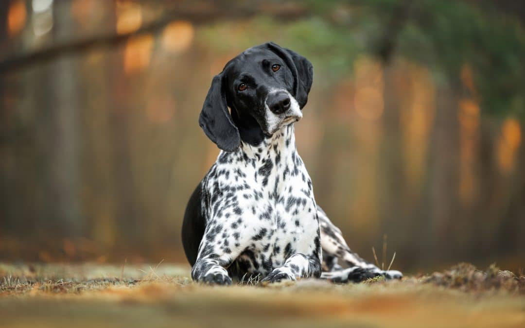 Pyometra in Dogs: Why It’s a Medical Emergency Bay Area Pet Owners Can’t Ignore