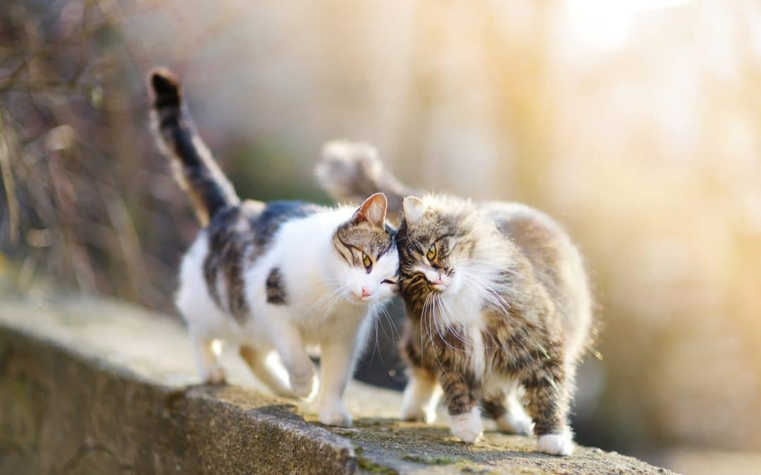 What to Do If Your Pet Is Hit by a Car: Immediate Steps to Save Their Life