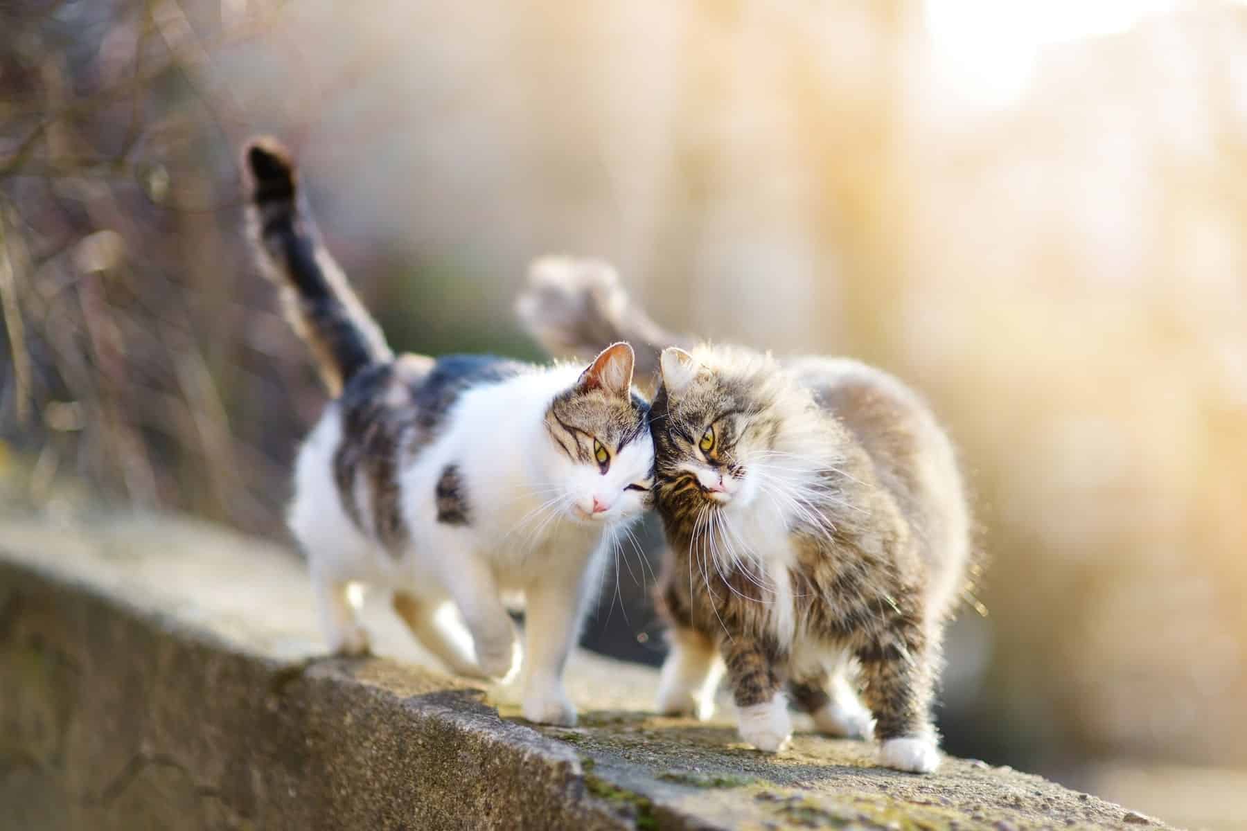 Learn what to do if your pet is hit by a car with helpful tips & care from Urgent Pet in the Bay Area CA