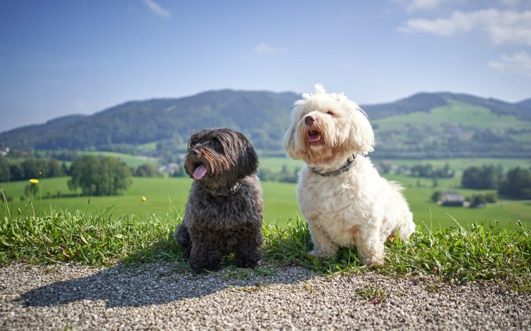 Heatstroke in Dogs: Emergency Signs and What to Do in the Bay Area