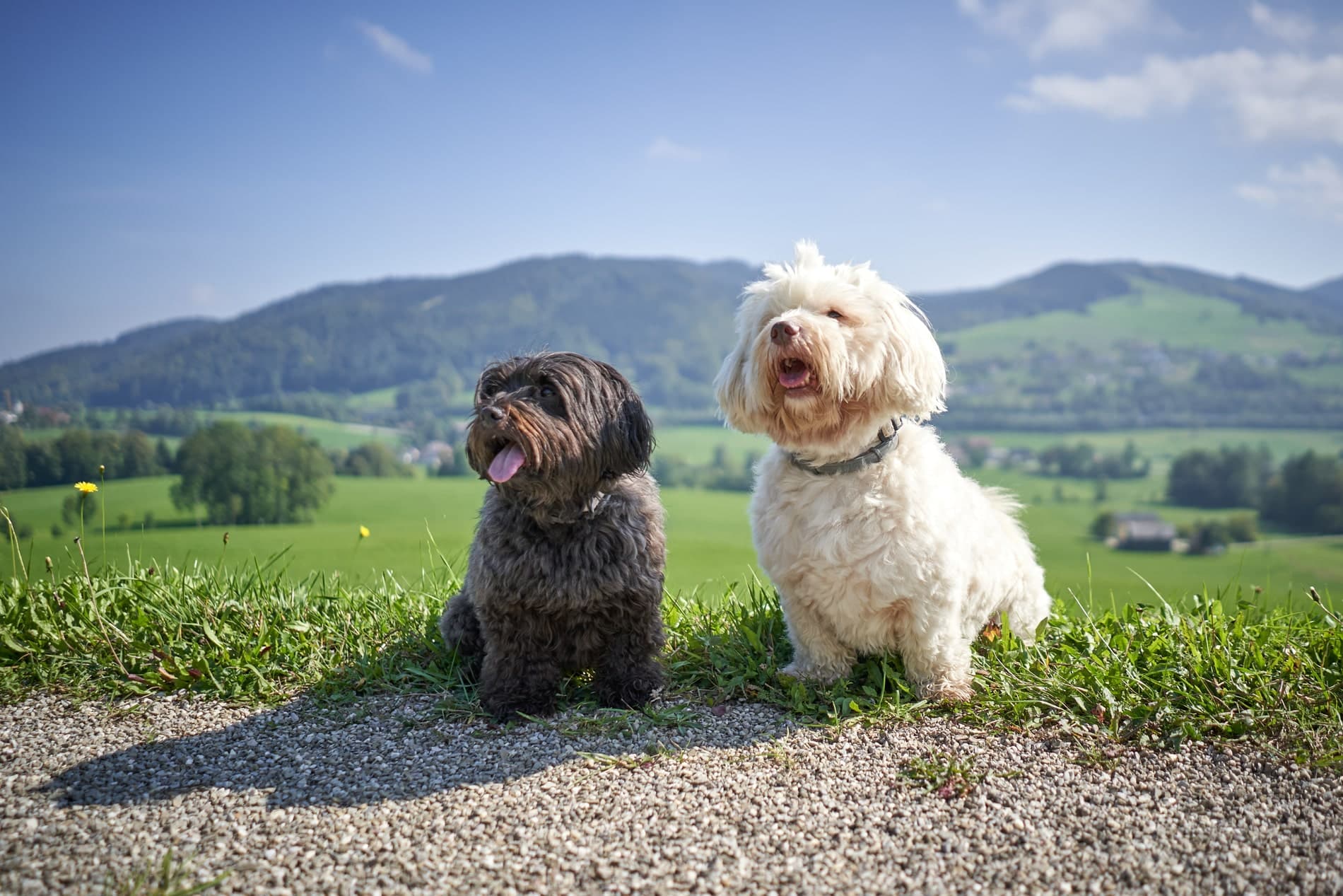 learn how to prevent heatstroke in your dog with helpful information from Urgent Pet in El Cerrito CA