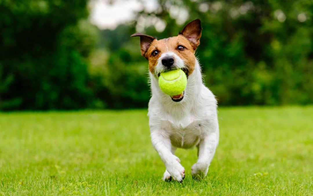 Common Items Dogs Swallow — and When to Panic in the Bay Area