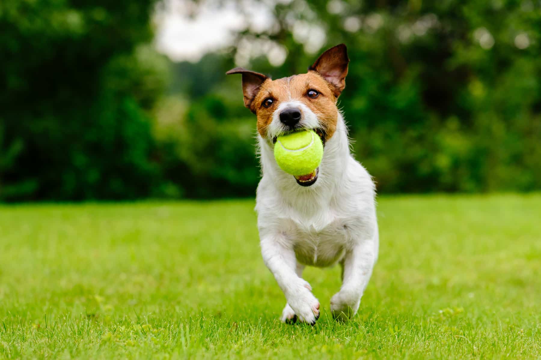 Learn what to do if your dog accidentally swallows something they shouldn't have. Helpful tips & care from Urgent Pet in the Bay Area CA