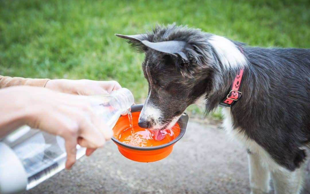 What is Leptospirosis?