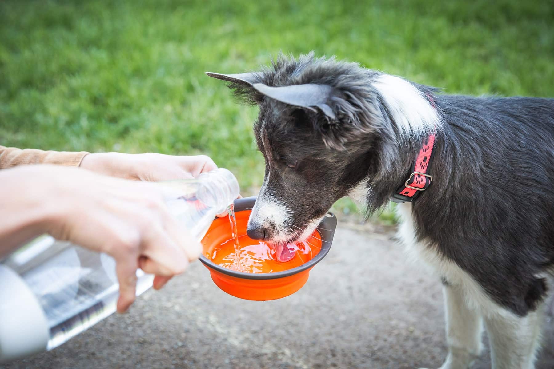 Dog lepto treatment in Bay Area