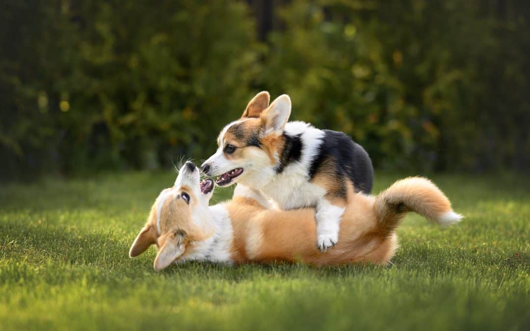 Dog Seizures: Causes, Emergency Signs, and When to See a Vet in the Bay Area
