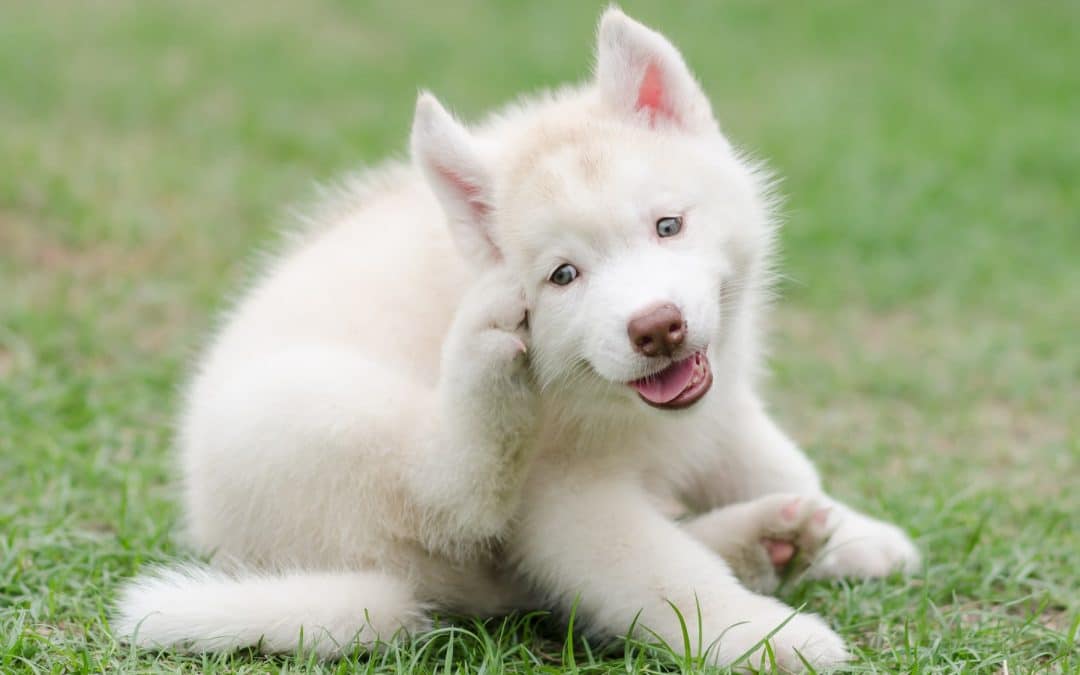 Dog Ear Infections: When Is It an Emergency?