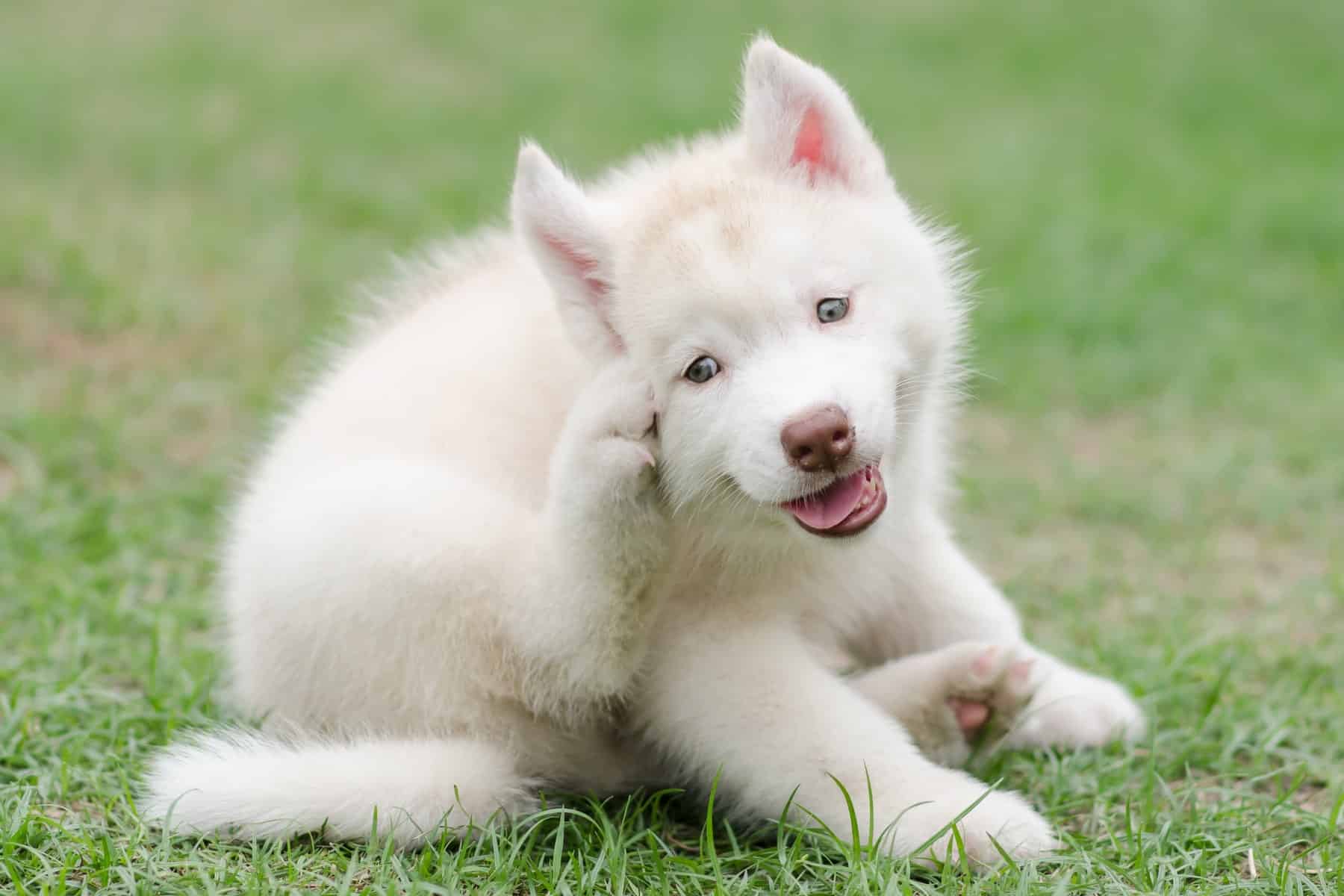 Learn what when your dog's ear infection turns into an emergency with helpful tips & care from Urgent Pet in the Bay Area CA