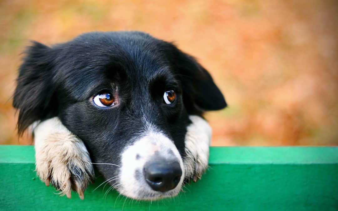 Eye Emergencies in Pets: Redness, Discharge, and Sudden Vision Loss