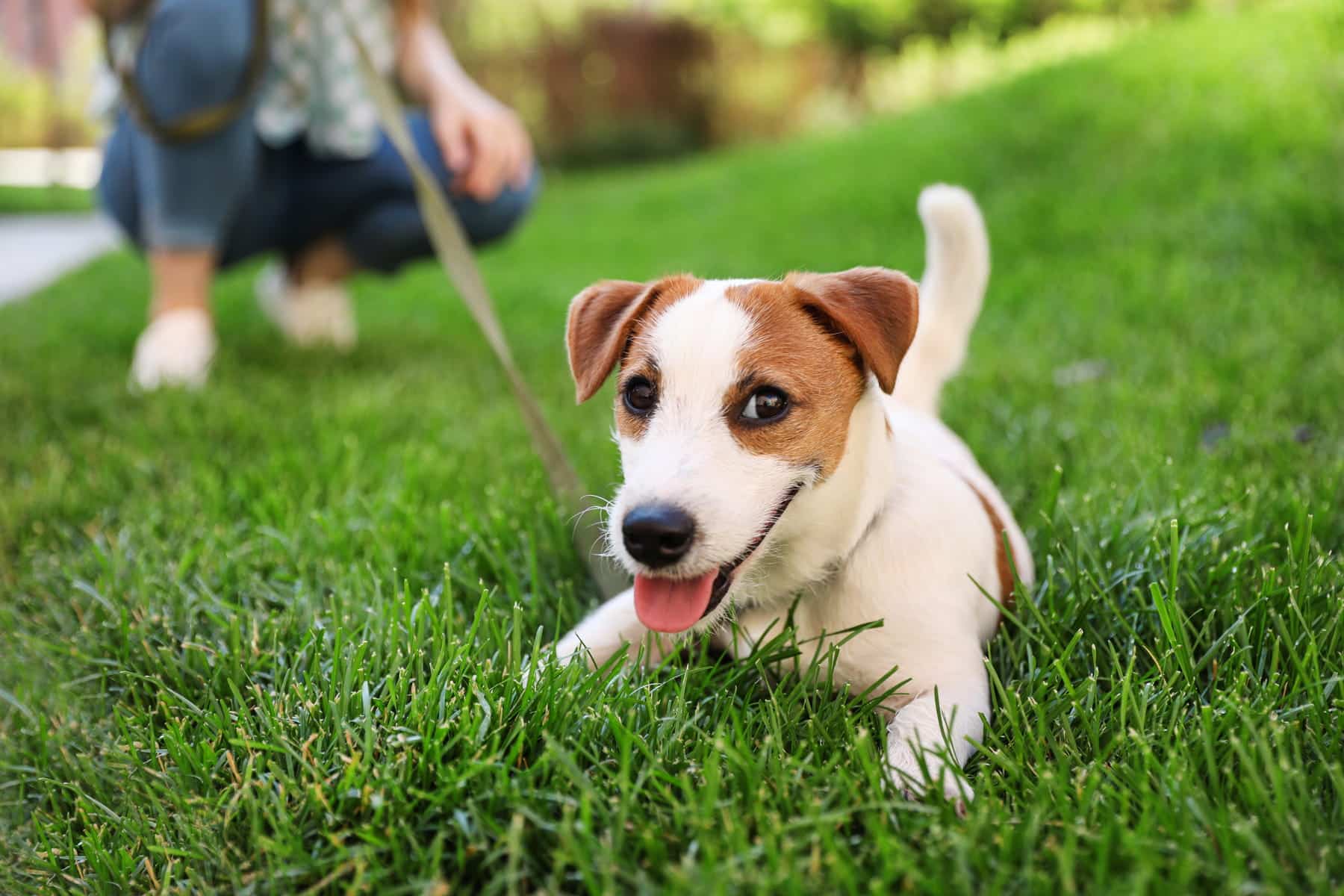 Learn about foxtail season and what it means for your pet with helpful tips & care from Urgent Pet in the Bay Area CA