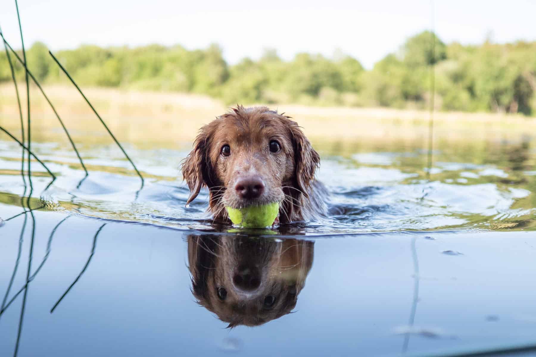 Learn about the dangers of toxic blue algae and what it means for your pet with helpful tips & care from Urgent Pet in the Bay Area CA